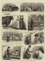 Aantekeningen van de Birmingham vee- en hondenshows